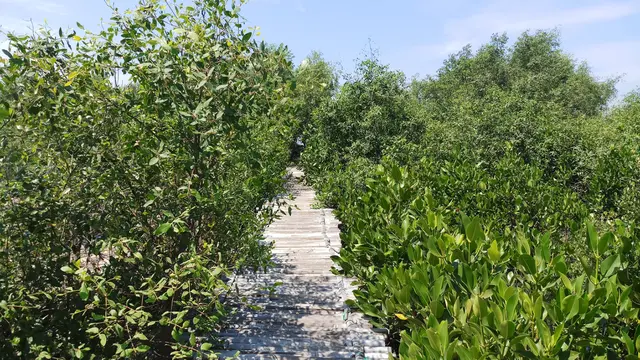Hutan mangrove
