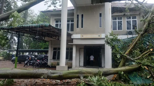 Pohon tumbang