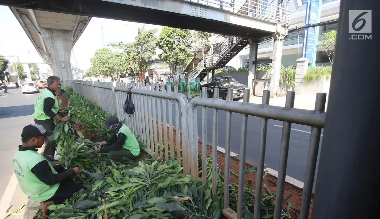 Pekerja merapihkan tanaman di sepanjang kolong pembatas jalan Koridor XIII, Jakarta, Senin (18/9). Penanaman bertujuan menata kembali pembatas jalan yang sempat rusak akibat pembangunan jalur Transjakarta Koridor XII. (Liputan6.com/Immanuel Antonius)