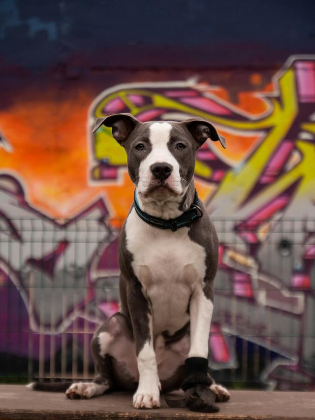 American Staffordshire Terrier