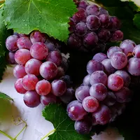 manfaat buah anggur./copyright. pexels/