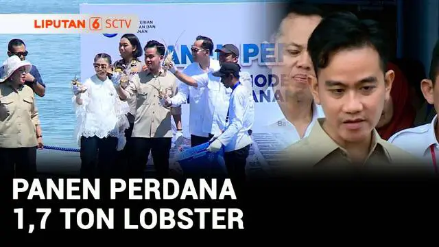 VIDEO: Wapres Gibran dan Titiek Soeharto Panen 1,7 Ton Lobster di Batam