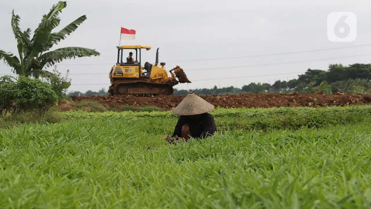 FOTO: Hamparan Sawah yang Tersisa di Jakarta