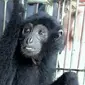 Sang tuan sukarela menghubungi BKSDA untuk menyerahkan Vino si siamang hidup bebas sebagai satwa liar. (Liputan6.com/M Syukur)