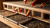 10 Tips Ternak Ayam dengan Maggot di Lahan Sempit agar Hemat Pakan dan Cepat Panen