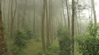 Menyibak Misteri Kabut Hutan Pinus Kragilan