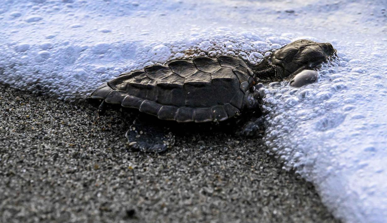 Ketika menetas, tukik ini berwarna gelap (abu-abu/hitam) dan akan berubah menjadi hijau zaitun seiring bertambahnya usia, dengan bentuk karapas seperti hati. Tampak dalam foto, seekor tukik penyu zaitun (Olive Ridley) dilepasliarkan ke laut di Banda Aceh pada 14 April 2026. (CHAIDEER MAHYUDDIN/AFP)