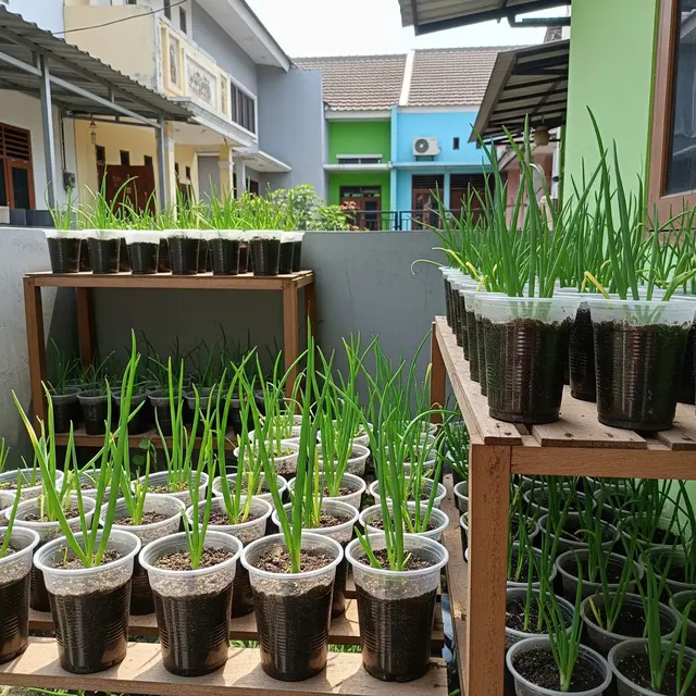 Cara Berkebun Bawang Daun di Cup Plastik Bekas Minuman, Mudah dan Ramah Lingkungan