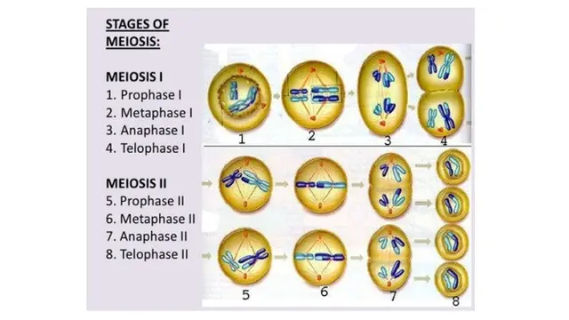 Meiosis adalah (sumber: repository.kemdikbud.go.id)