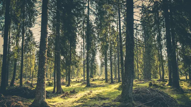 Hutan Pinus