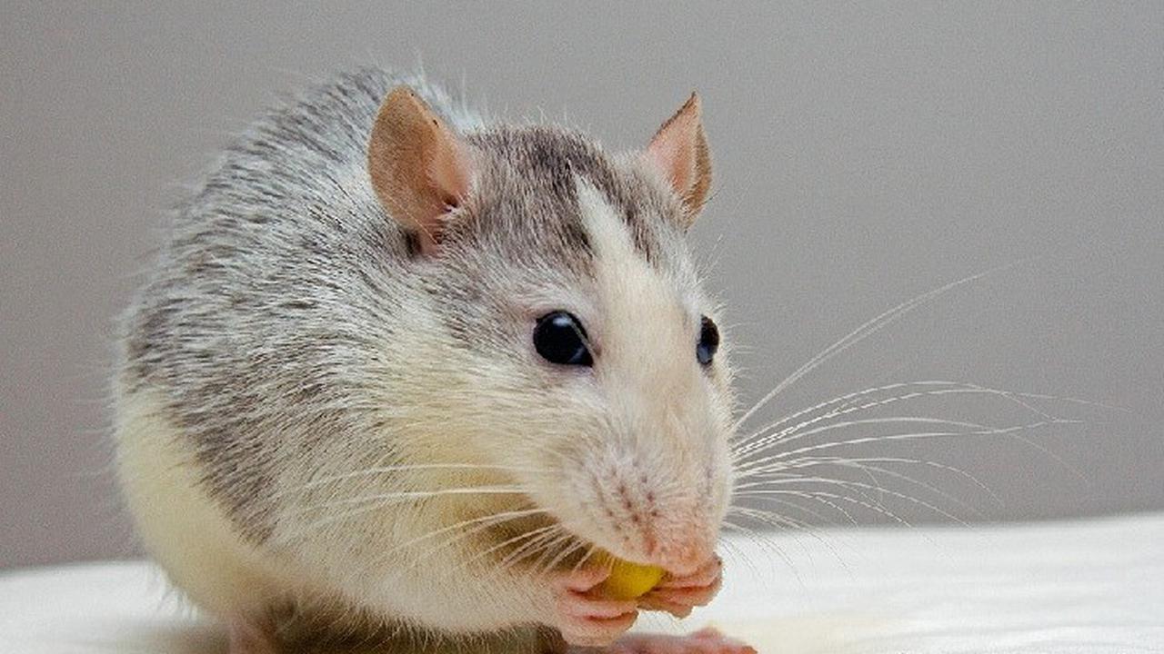 Cara Ampuh Basmi Tikus di Rumah 