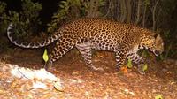 macan tutul kabur di lembang park and zoo (Liputan6.com/Antara)