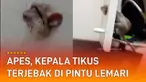 Warganet yang memergoki si tikus tertawa seolah terhibur dengan kesialan si tikus.