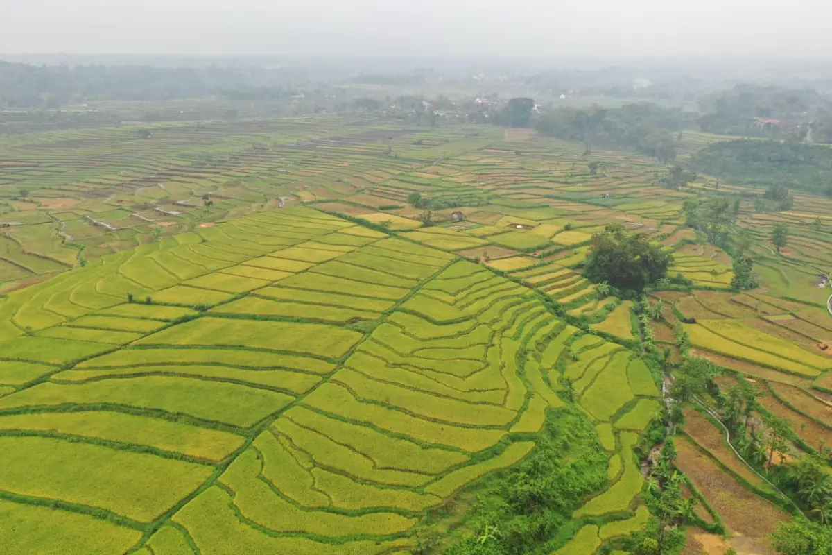 Lahan Pertanian