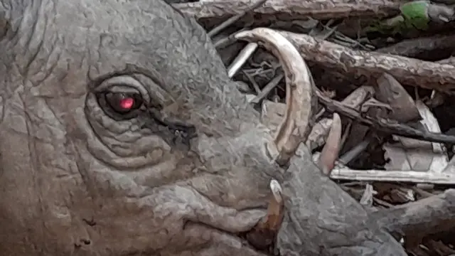 Babi rusa, berhasil dilepaskan dari jerat oleh tim BKSDA Sulawesi Tenggara d kawasan konservasi Tanjung Peropa, Konawe Selatan.(Liputan6.com/Dok BKSDA)