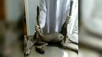 Chupacabra yang juga merupakan hewan yang 'hidup' dalam cerita rakyat itu, dilaporkan pertama kali terlihat di Puerto Rico (CEN/Dailymail.com).