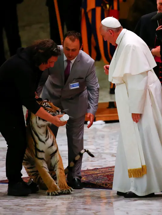  Paus Francis melihat seekor harimau saat di beri susu pada acara sirkus jalanan yang digelar di Aula Paulus VI, Vatikan (16/6).Meskipun sedikit berhati-hati Paus Francis memegang seekor harimau tersebut. (REUTERS/Tony Gentile)