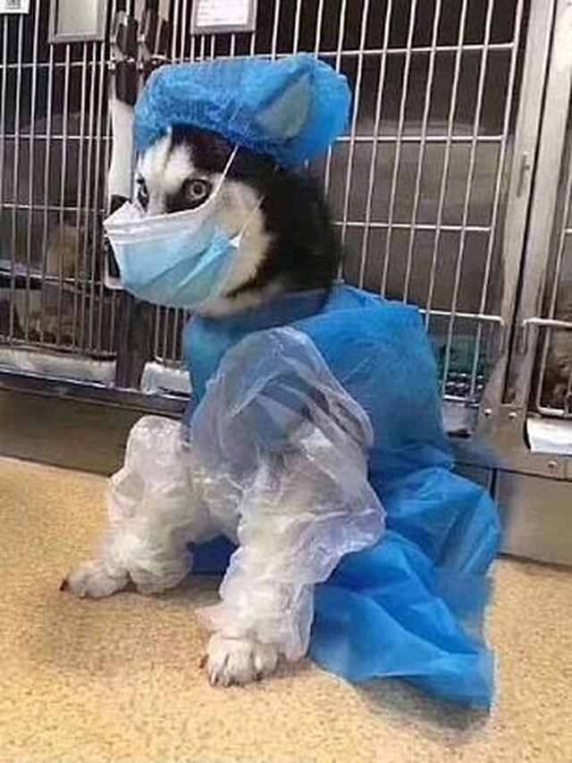 Cegah Virus Corona, Ini 7 Potret Hewan Peliharaan Gunakan Masker Hinga Kaus Kaki