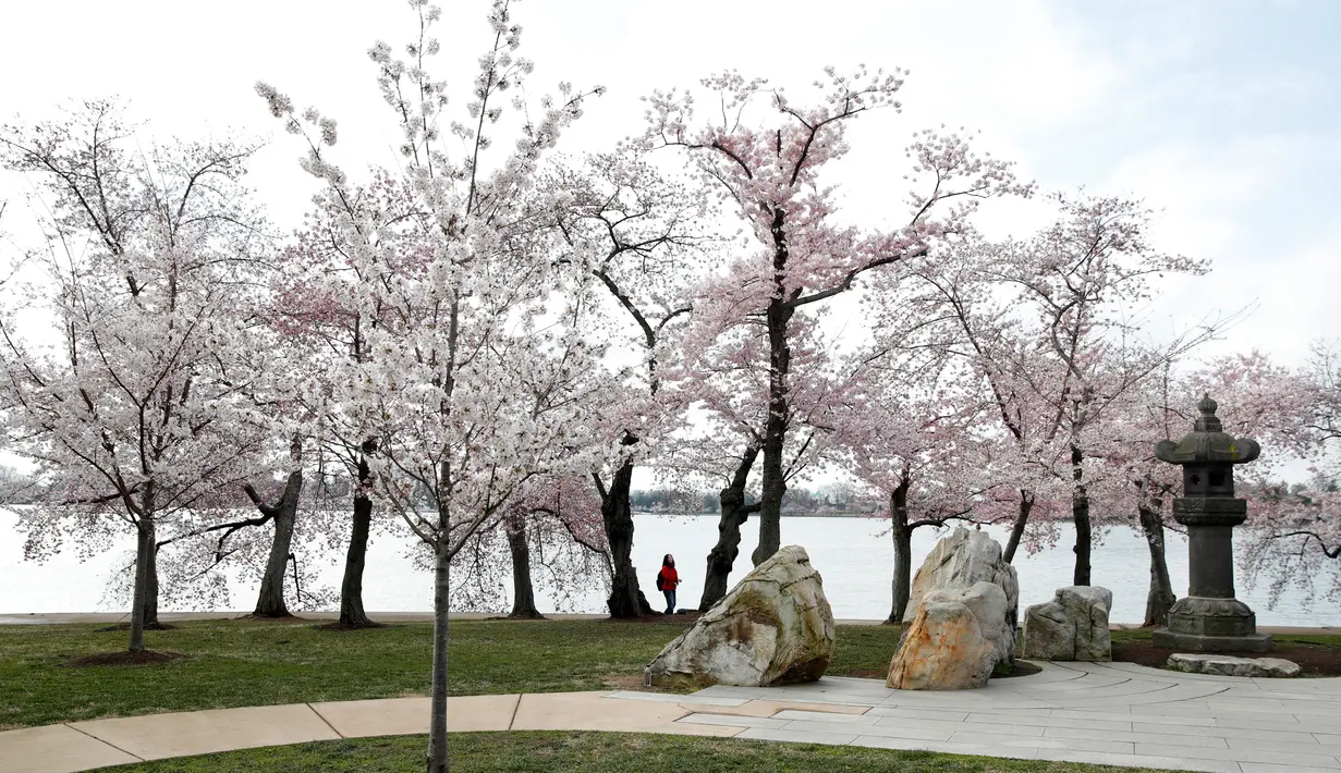 Pemandangan saat pohon Sakura yang sedang mekar di Washington (4/2). Keindahan pohon Sakura yang sedang mekar ini menandai dimulainya musim semi di Washington. (AP Photo/Jacquelyn Martin)