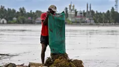 Banjir bandang yang menerjang wilayah Meureudu, Kabupaten Pidie Jaya, Provinsi Aceh merendam ribuan hektare sawah dan lahan pertanian. Tampak dalam foto, seorang petani mengeringkan padi di samping sawah yang terendam lumpur setelah banjir bandang di Meureudu, Kabupaten Pidie Jaya, Provinsi Aceh, pada Senin 8 Desember 2025. (Chaideer MAHYUDDIN/AFP)