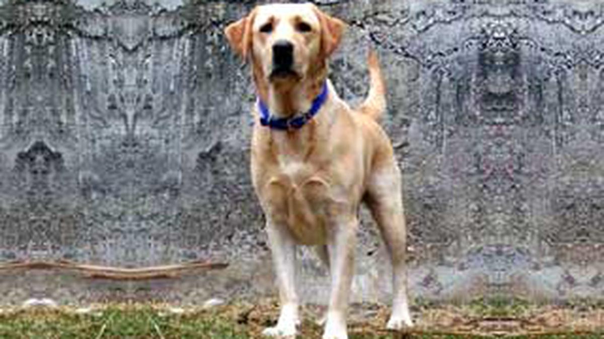 Anjing Pandu Tim Penyelamat Temukan Tuannya Global Liputan6