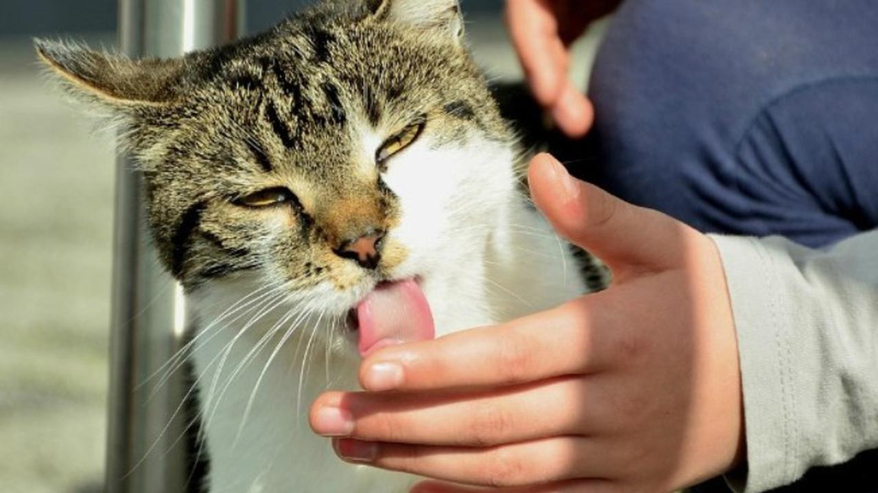 Ilustrasi. Foto: Healthaim