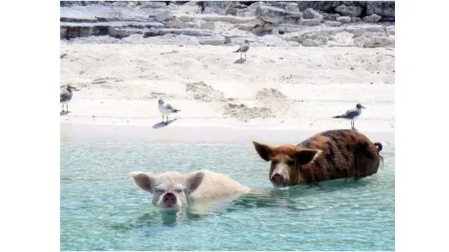 5 Hewan Ini Tinggal di Tempat Tidak Terduga, Kambing Pohon hingga Babi Laut