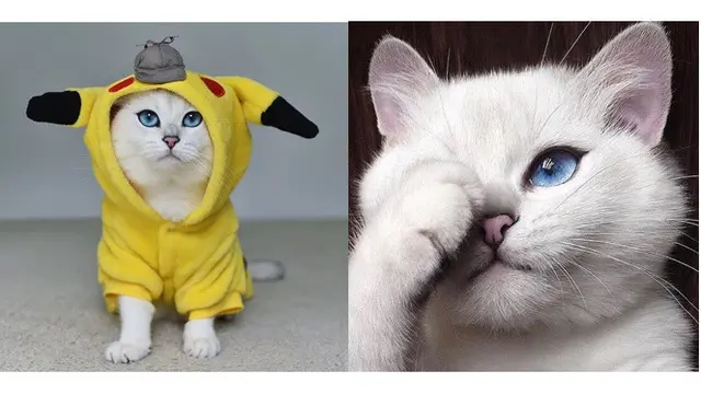 Instagram kucing (Sumber: Instagram/cobythecat)