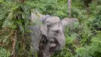 Dalam foto yang diambil pada 6 November 2025, seekor gajah betina liar Sumatra yang dilengkapi dengan kalung GPS oleh Pusat Konservasi Sumber Daya Alam Riau (BBKSDA Riau) meninggalkan area bersama anaknya setelah dibius untuk pemasangan kalung GPS di kawasan konservasi Tesso Tenggara, Kabupaten Pelalawan, Riau. Balai Besar Konservasi dan Sumber Daya Alam (BB KSDA) Provinsi Riau melakukan pemasangan kalung pelacak atau Global Positioning System (GPS) Collar pada salah satu individu gajah liar. (Wahyudi/AFP)