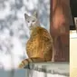6 Ilusi Optik Kucing Oren Ini Bikin Kamu Lihat Dua Kali, Awas Bingung (Boredpanda)