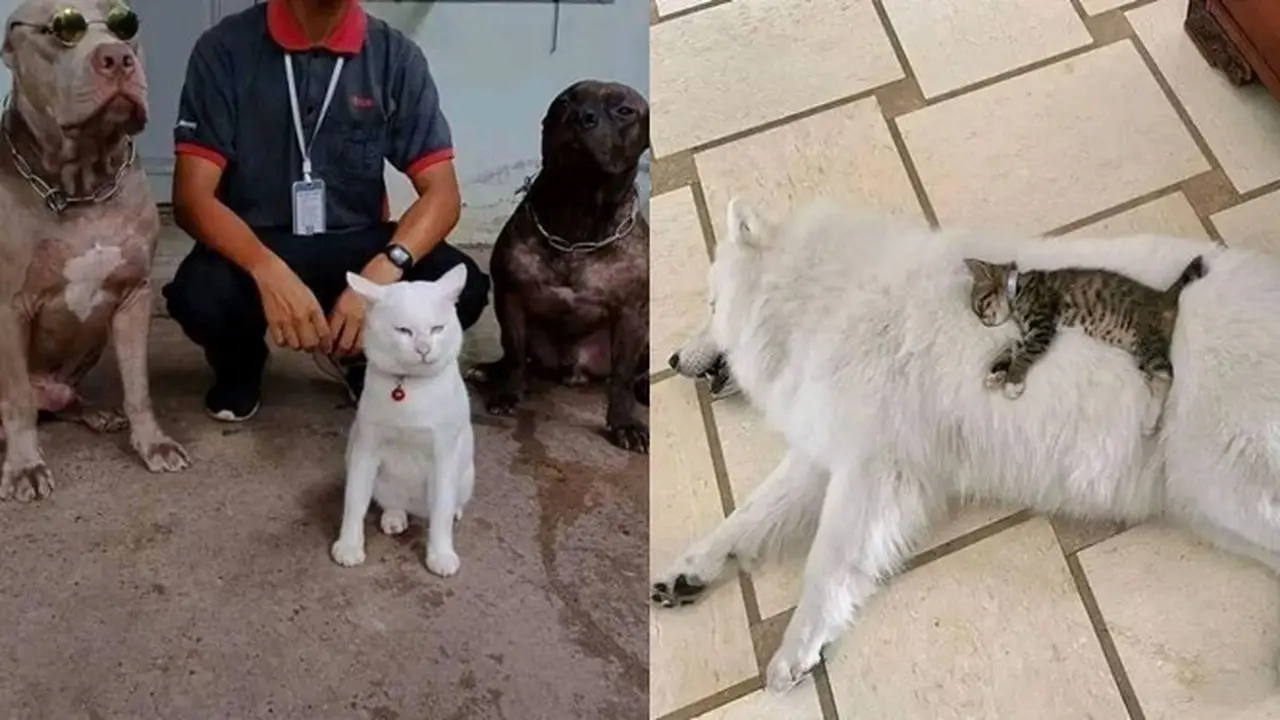 10 Potret Akrab Anjing dan Kucing yang Jadi Sahabat, Pelukan Waktu Tidur