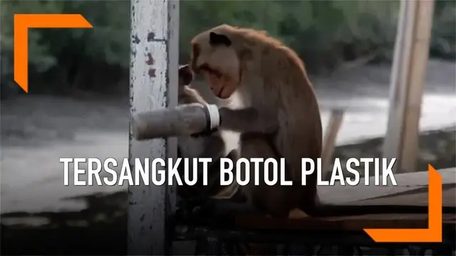 Momen menyedihkan dimana tangan monyet tersangkut botol plastik selama sebulan. Kini hewan tersebut telah mendapatkan perawatan.