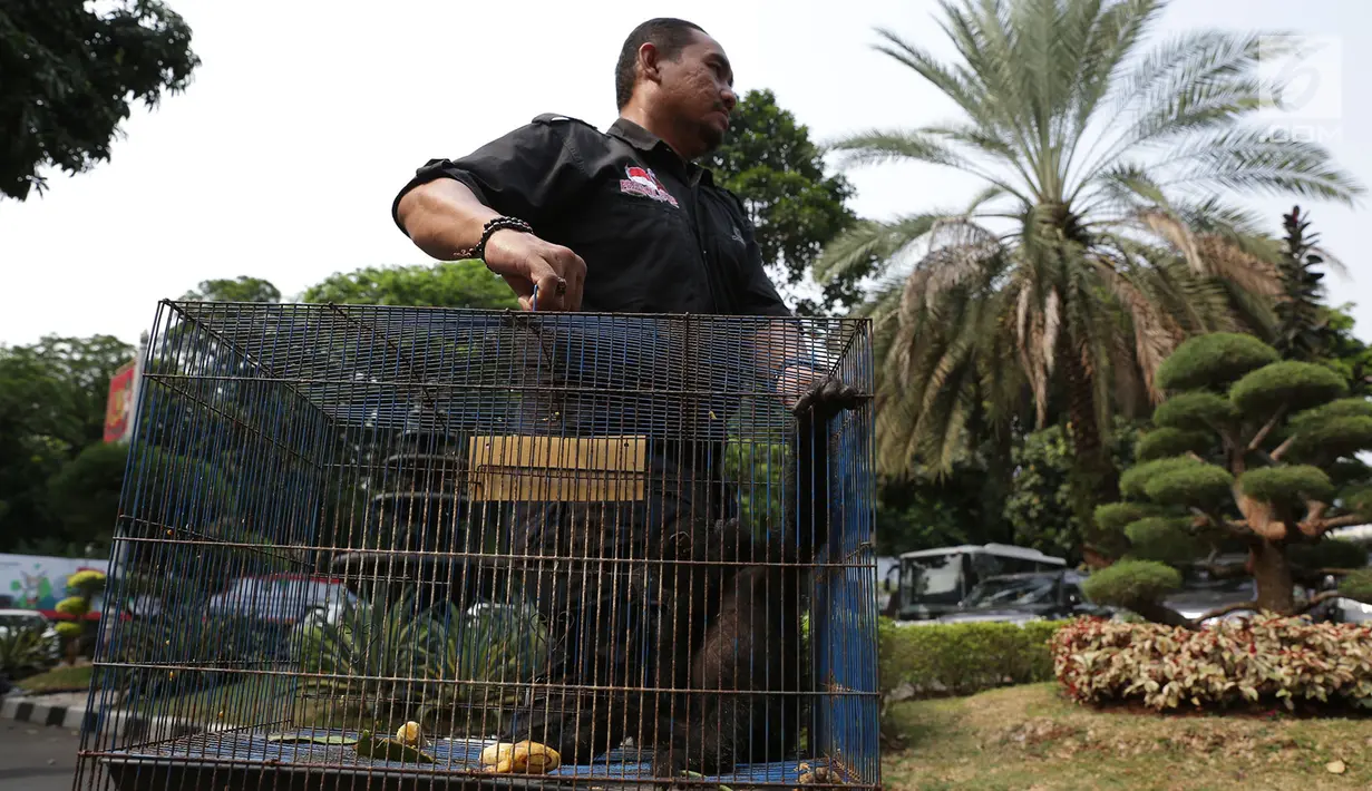 Polisi membawa barang bukti siamang dalam perdagangan satwa dilindungi di Polda Metro Jaya, Jakarta, Rabu (26/9). Terkait kasus ini, polisi sudah menahan sembilan tersangka berinisial BJ, EV, ZN, RSB, AL, ES, MYN, AF, dan SF.  (Merdeka.com/Imam Buhori)