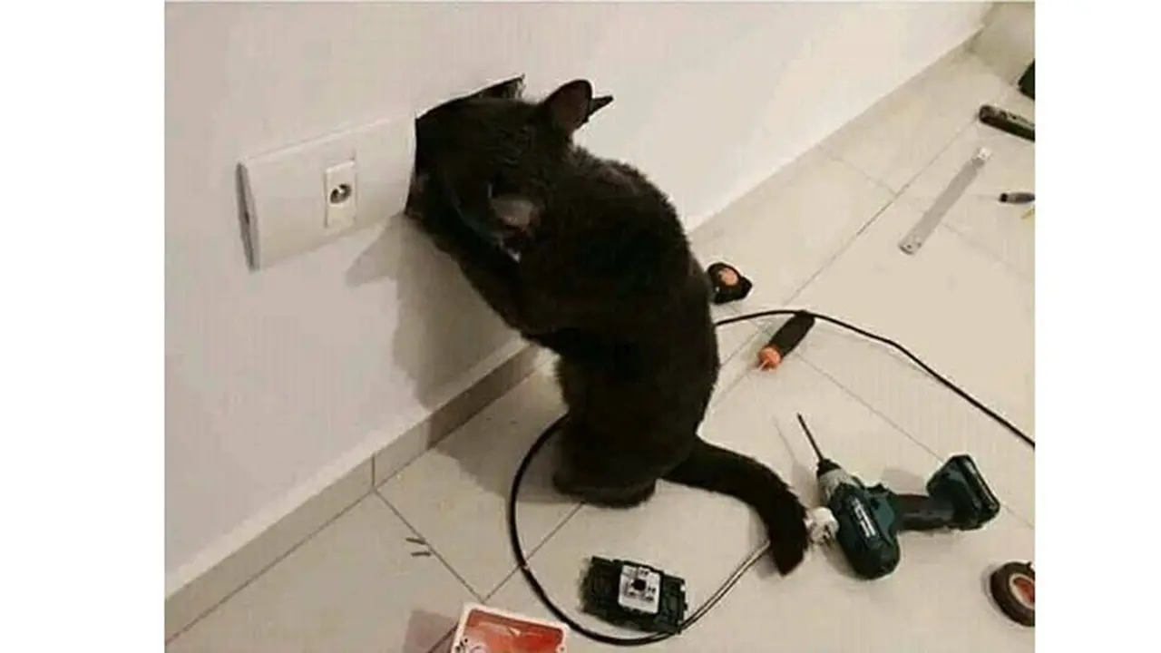Kucing Ini Sok-sokan Jadi Teknisi, Endingnya Bikin Ngakak