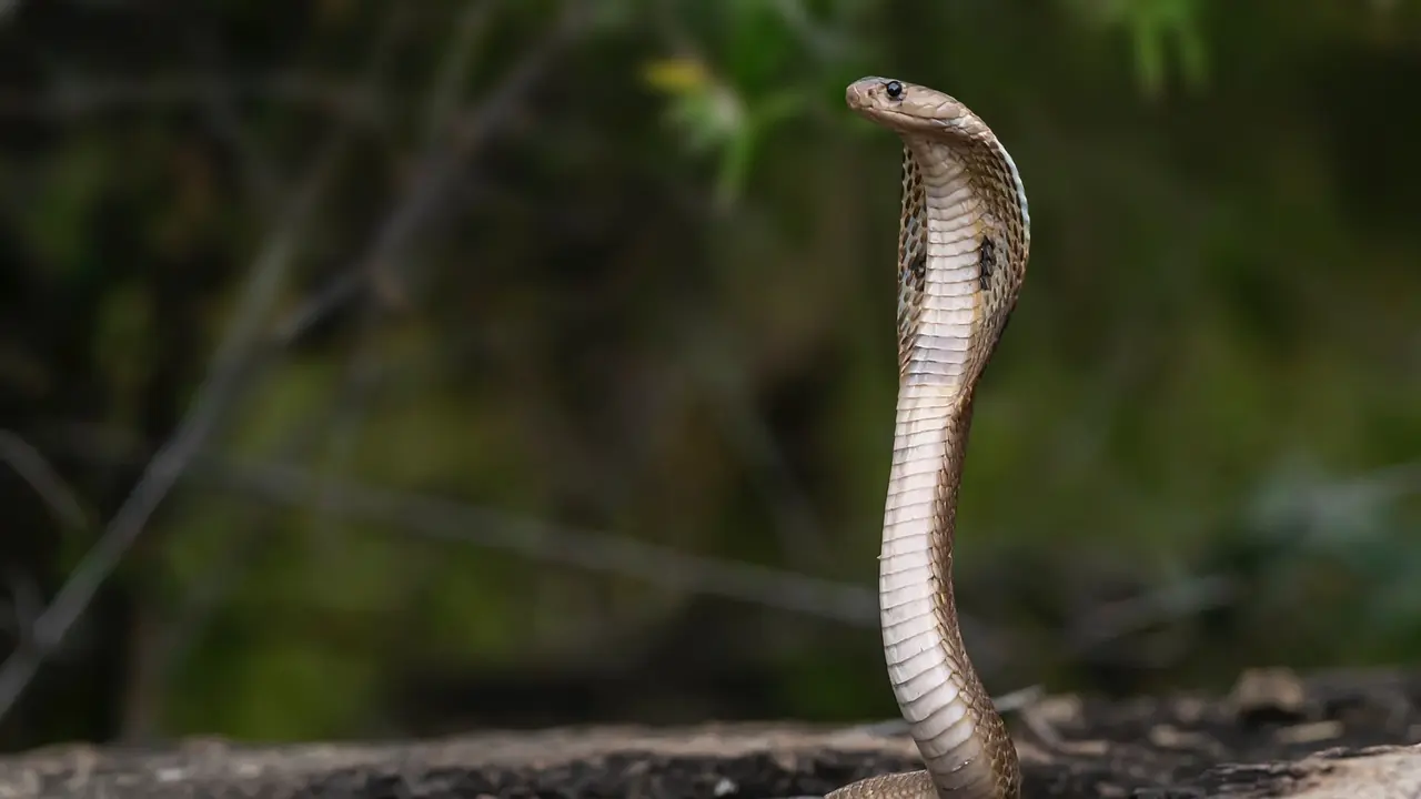 mimpi ular kobra