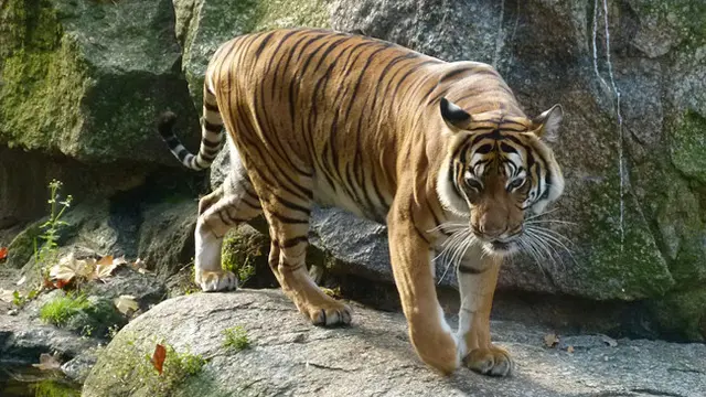 Ngeri, Petugas Tega Lempar Keledai Hidup-Hidup ke Kandang Harimau