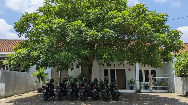 Tanaman Peneduh untuk Parkiran Motor