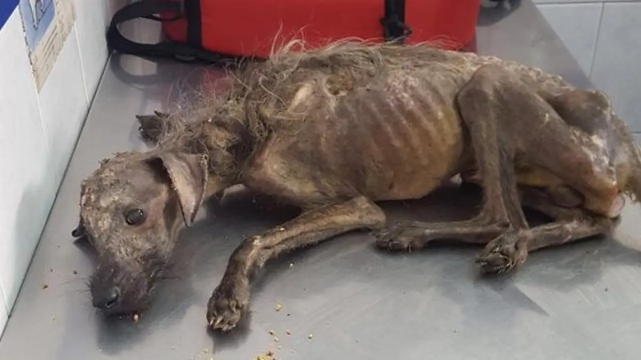Transformasi anjing liar
