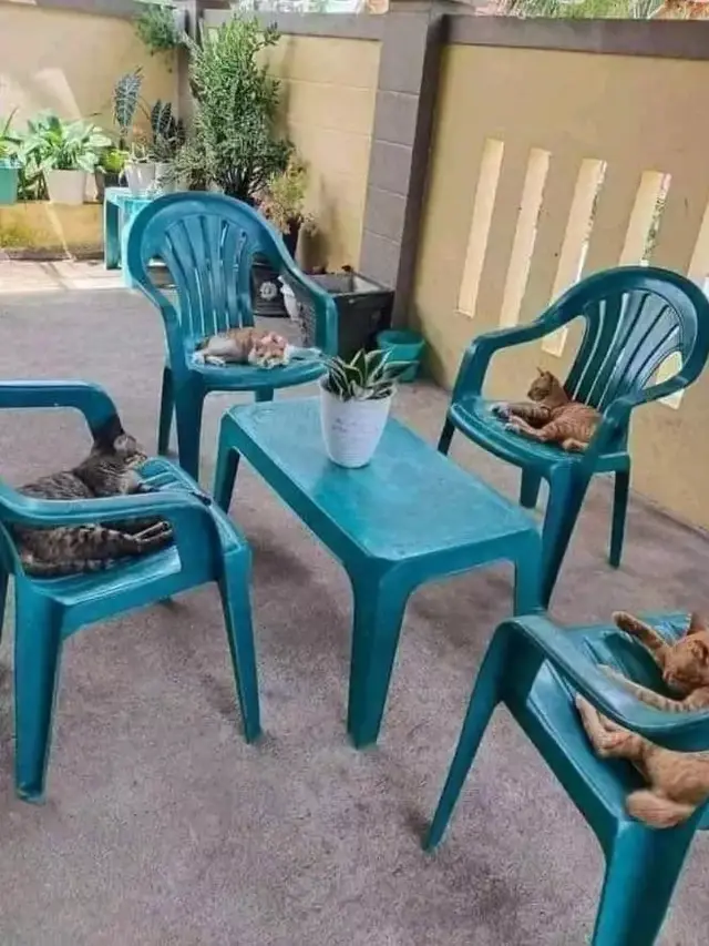 10 Potret Lucu Kucing Lagi Kumpul, Bak Bocah Nongkrong Bareng