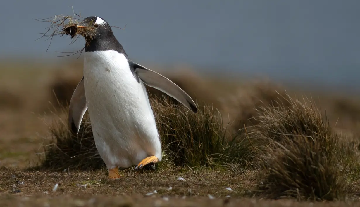 Penguin Gentoo terlihat di Volunteer Point, Kepulauan Falkland (Malvinas), Stanley, Inggris, 6 Oktober 2019. Di wilayah Inggris di Samudra Atlantik Selatan tersebut terdapat penguin jenis King, Rockhopper, Gentoo, Magellanic, dan Macaroni. (Pablo PORCIUNCULA BRUNE/AFP)