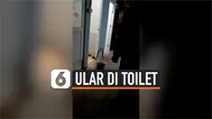TEMUKAN ULAR