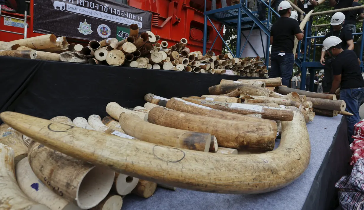 Sejumlah gading gajah hasil sitaan di Departemen Taman Nasional, Margasatwa dan Konservasi Tanaman, Bangkok, Thailand, Rabu (26/8/2015). Sekitar dua gading gajah dihancurkan dengan cara dibakar . (REUTERS/Chaiwat Subprasom)