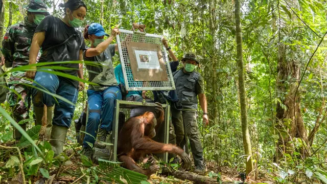 Pelepasliaran lima orangutan sitaan dari pemeliharaan illegal. (Foto: IAR Indonesia)