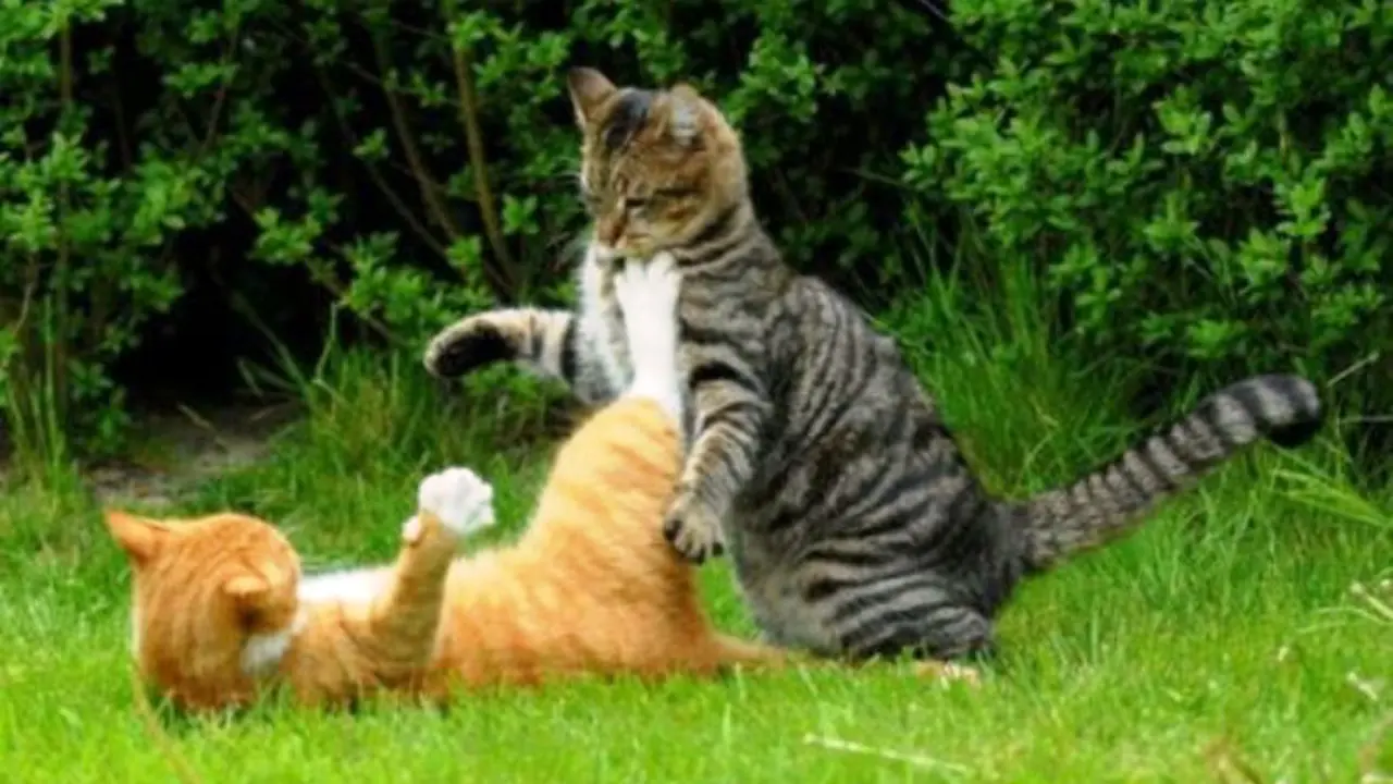 Ini Alasan, Mengapa Kucing Suka Berkelahi Satu Sama Lain