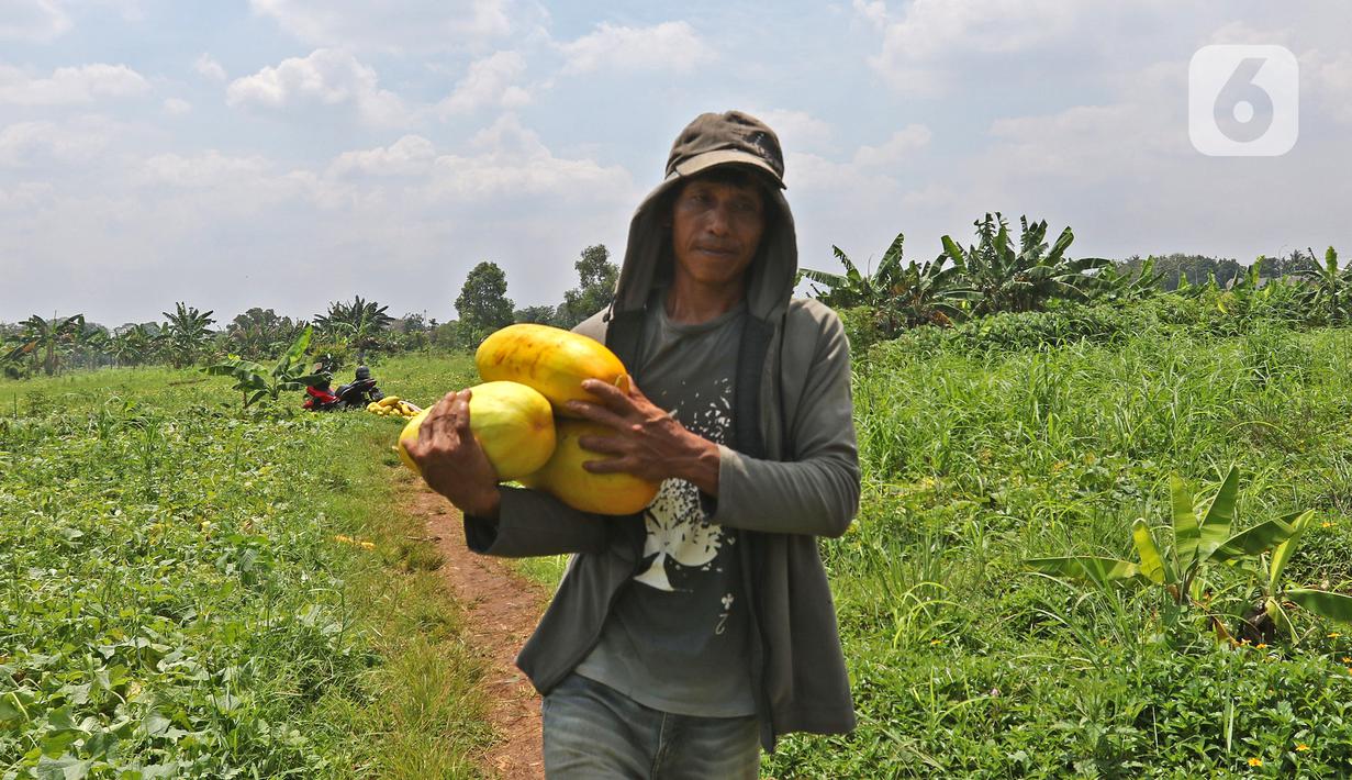 Petani membawa timun suri hasil panen di kawasan Rangkapan Jaya Baru, Pancoran Mas, Depok, Jawa Barat, Selasa (13/4/2021). Buah tersebut dijual dengan harga Rp 15.000 hingga Rp 20.000 tergantung ukuran. (Liputan6.com/Herman Zakharia)