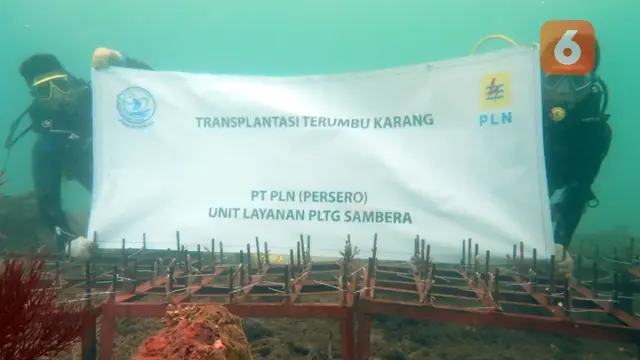 CSR PLN Transplantasi Terumbu Karang