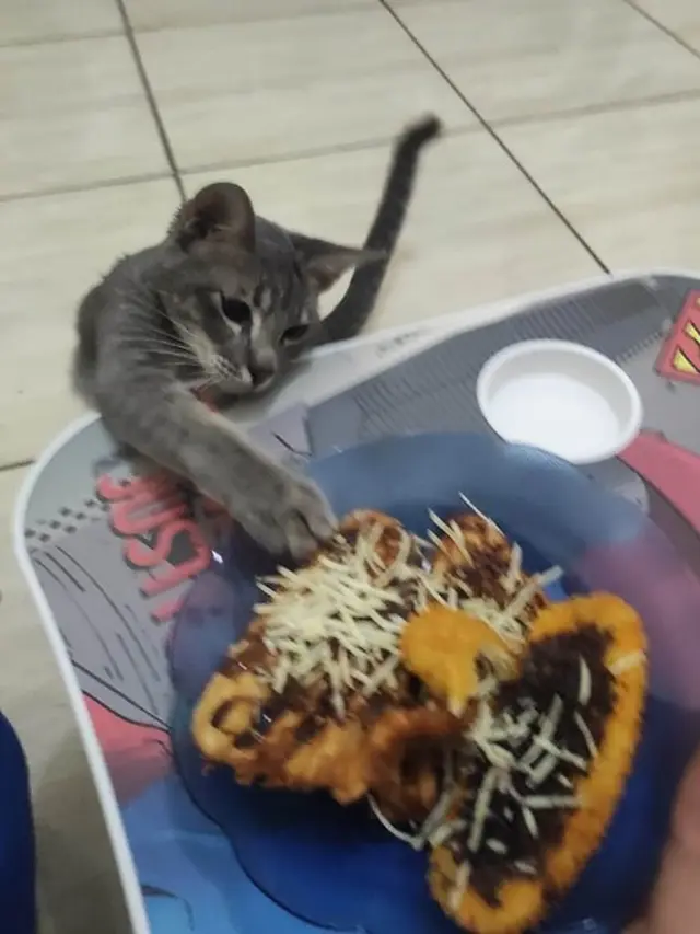 8 Potret Kucing saat Ketahuan Mencuri Makanan Ini Bikin Kesal Sekaligus Gemas