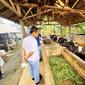Bupati Lumajang Thoriqul Haq meninjau peternakan sapi perah di Kabupaten Lumajang (Istimewa)