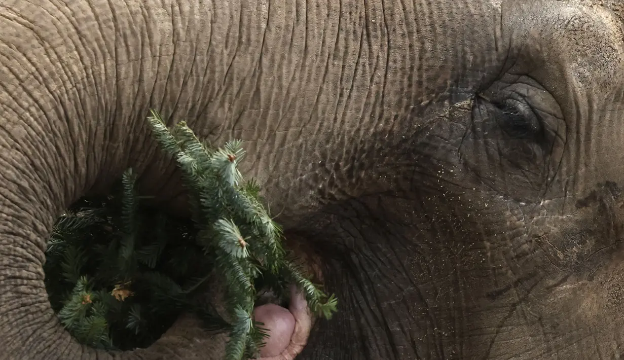 Seekor Gajah memakan pohon Natal di kandangnya di kebun binatang Zoologischer Garten di Berlin pada 4 Januari 2024.(Odd ANDERSEN/AFP)
