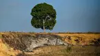 Sebuah pohon tunggal terlihat di area penanaman baru yang telah diratakan dengan buldoser untuk perkebunan kelapa sawit di Lamno, Provinsi Aceh, pada Minggu 18 Januari 2026. Deforestasi di Provinsi Aceh disebut-sebut telah melampaui ambang batas kehilangan tutupan hutan sejak tahun 2007. (CHAIDEER MAHYUDDIN/AFP)